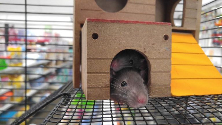 Rat race